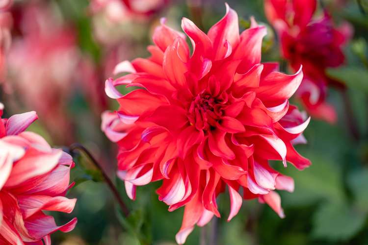 Dahlie 'Red Labyrinth'